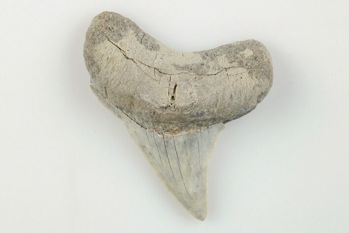 1.4" Cretaceous Ginsu Shark (Cretoxyrhina) Tooth - Kansas